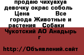 продаю чихуахуа девочку,окрас соболь › Цена ­ 25 000 - Все города Животные и растения » Собаки   . Чукотский АО,Анадырь г.